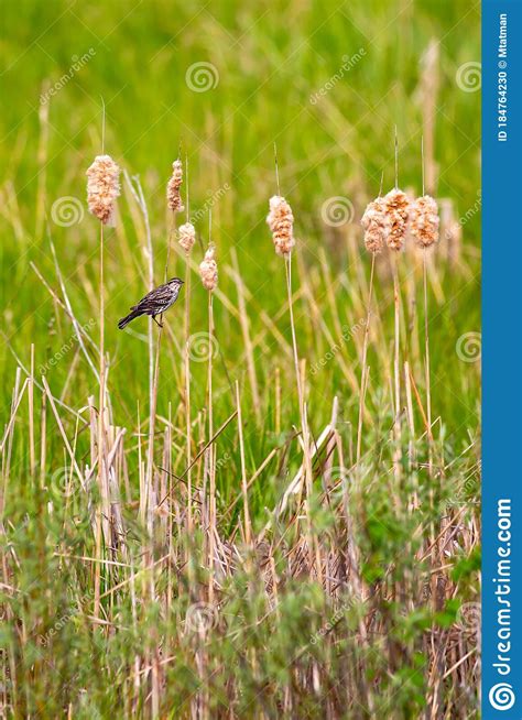 Female Red Winged Blackbird Agelaius Phoeniceus Perched On A Cattail In