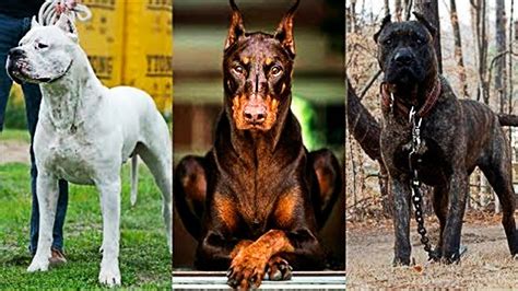 Races De Chiens De Garde Les Plus Dangereuses Du Monde Youtube