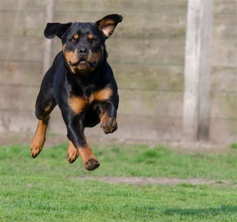 Aprender Sobre 47 Imagem Rottweiler Cachorro Rottweiler Br