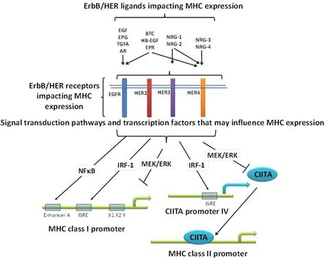 Potential Mechanisms Relating Erbb Her Ligands Receptors And Mhc