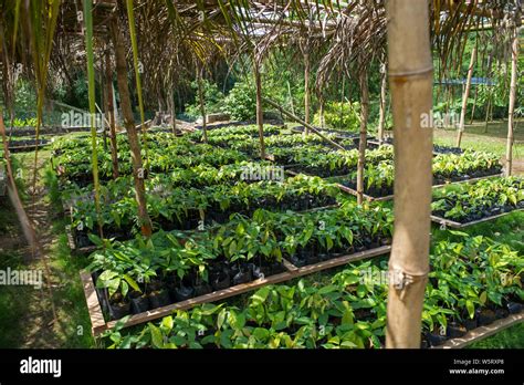 Sao Tome Diogo Vaz Cocoa Plantation Cocoa Plants In The Nursery Stock