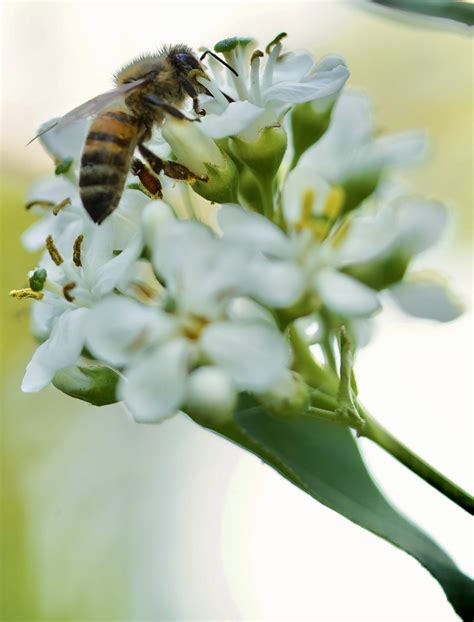 Abeille Pollinisation Insecte Photo Gratuite Sur Pixabay Pixabay