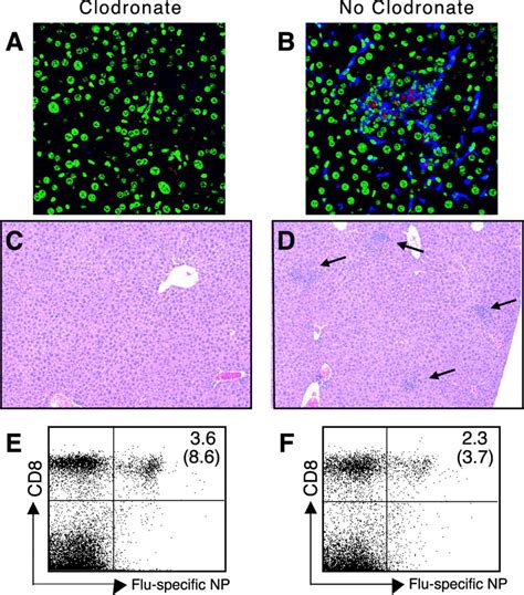 Kupffer Cell Dependent Hepatitis Occurs During Influenza Infection