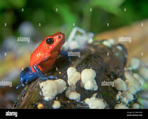 Blue Jeans Or Strawberry Poison Dart Frog Oophaga Pumilio Among