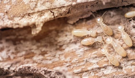 Top Five Benefits Of Termite Control Mightymite Termite