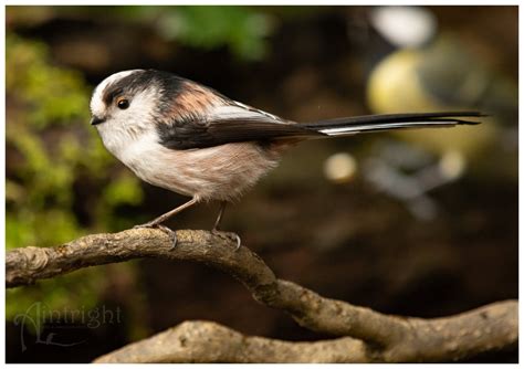 Owl Fowl On Twitter Rt Aintright Bl Long Tailed Tit