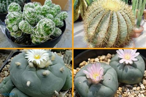 20 TIPOS De CACTUS De INTERIOR Nombres Cuidados Y Fotos