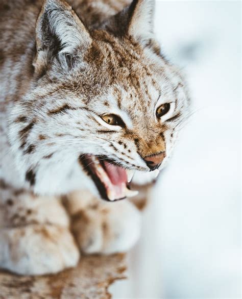 The Arctic Lynx stock photo. Image of lynx, predator - 140496186