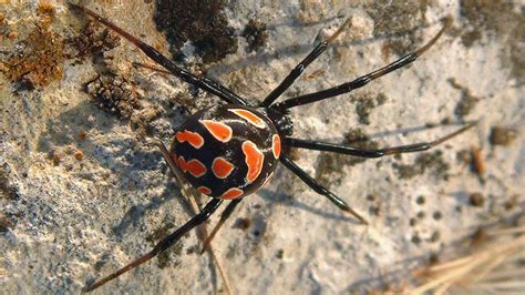 The Molecular Structure of Black Widow Spider Venom Is Revealed ...