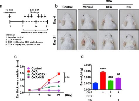 Morphological Analysis Of Nintedanib Treated Mice A Schematic