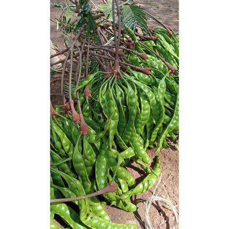 jual pete petai  isi  papan shopee indonesia