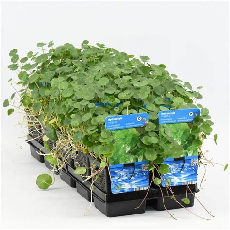 Hydrocotyle Vulgaris Plant Wholesale FlorAccess