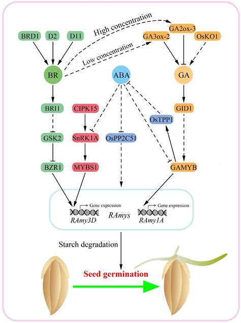 Brassinosteroid Regulation In Rice Seed Biology