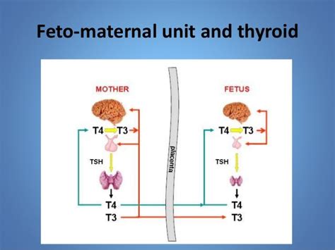 Thyroid Hormone In Reproduction