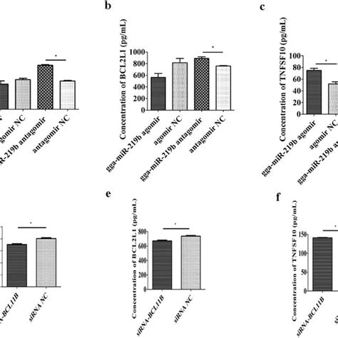 Effect Of Gga Mir B And Bcl B On Gene Expression At The Protein