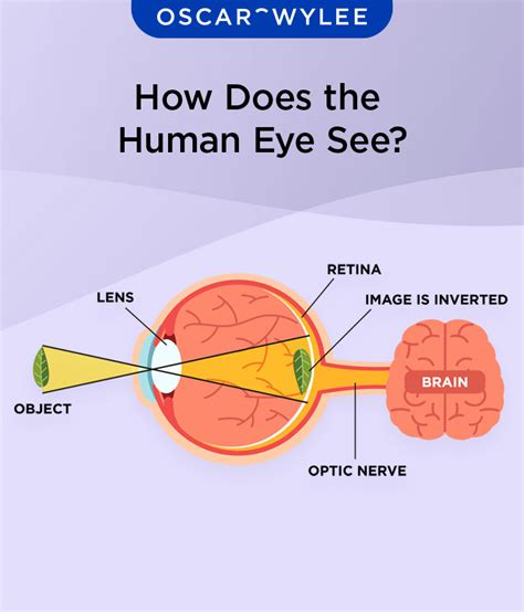 How Does The Human Eye See