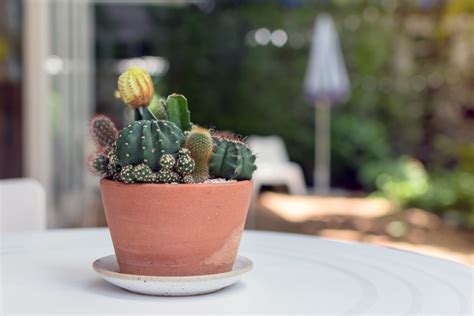 Un Cactus En Vase Pour D Corer La Belle Saison Inspirations