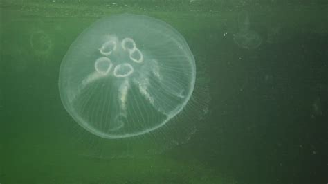 5 Jellyfish Gonads Aurelia Aurita Moon Jelly Jellyfish Common