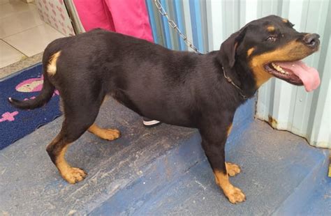 V Deo Homem Tornozeleira Eletr Nica Bate Em Rottweiler Na Rua