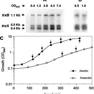 Northern Hybridization Analysis Of S Aureus And Sh Trxa And