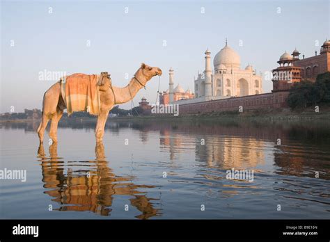 Camel In The River With A Mausoleum In The Background Taj Mahal