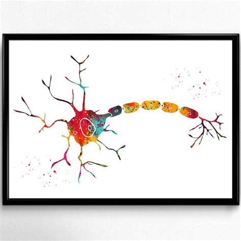 Anatomy Of A Typical Human Neuron Neuron Print Watercolor Central