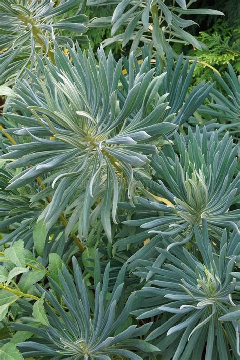 Mediterranean Spurge Plant Stock Image Image Of Leaves 14520511