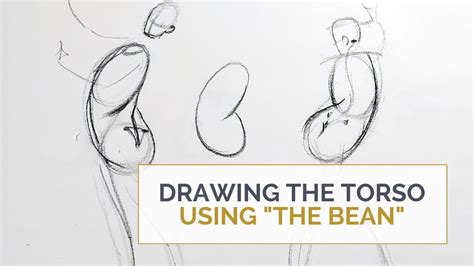 DRAWING THE TORSO: Mini lesson on how to use the bean | Mini lessons ...