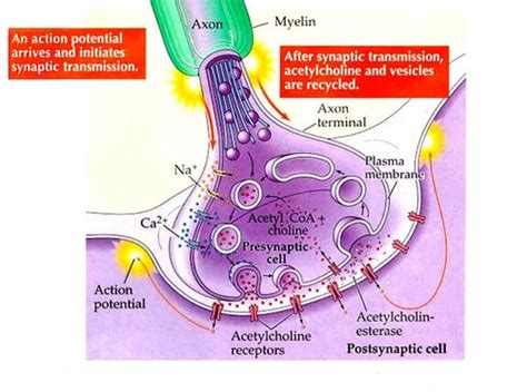 Neurophysiology And Neurotransmitters Flashcards Quizlet