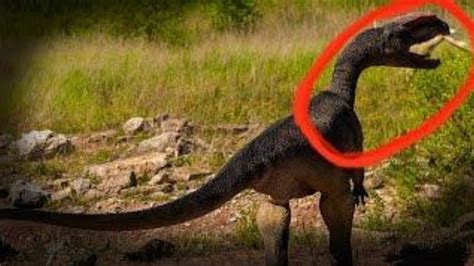 5 Real Dinosaurs Caught On Camera YouTube