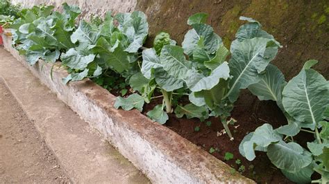 Invernadero Y Huerto Ecol Gico Del Sistema De Sanaci N Tinerfe Las Coles