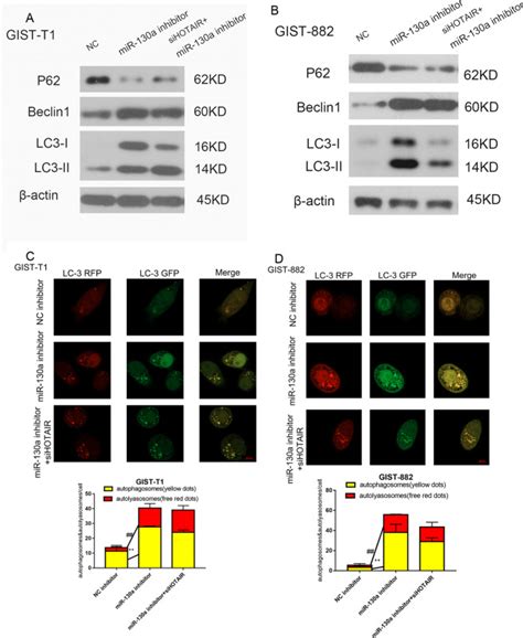 LncRNA HOTAIR Activates Autophagy And Promotes The Imatinib Resistance