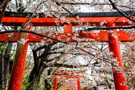 Kyoto, Japan cherry blossom sakura trees in spring with blooming ...