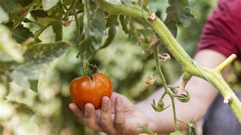 Roşiile româneşti mai scumpe decât carnea de miel Cât ajunge să coste