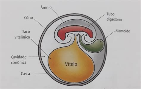 Anexos Embrion Rios O Que S O Quais S O Fun O Forma O