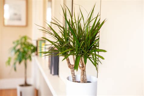 How to Care for Dracaena: Types & Growing Tips