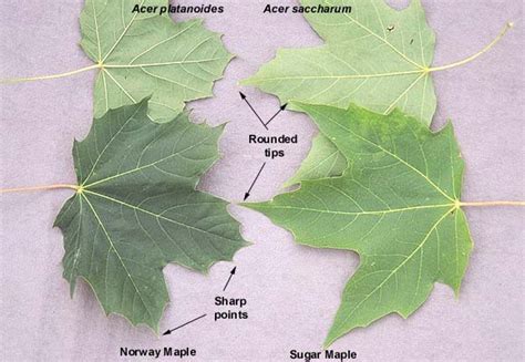 Acer Platanoides Landscape Plants Oregon State University