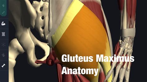 Anatomy And Function Of Gluteus Maximus English Youtube