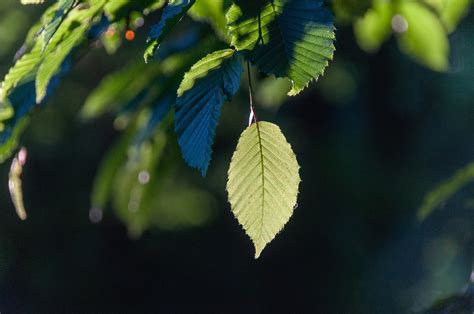 Hoja Rbol Naturaleza Foto Gratis En Pixabay Pixabay