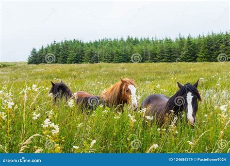 Wild Horses In Irish Landscape Stock Image Image Of Countryside