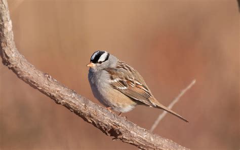 White Crowned Sparrow Audubon Field Guide