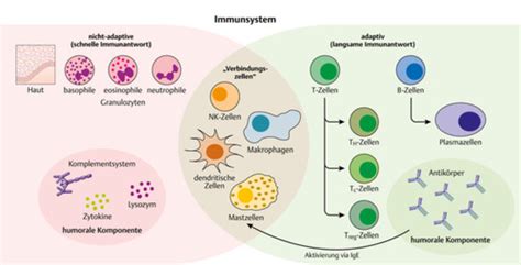 M Blut Und Immunsystem Karteikarten Quizlet