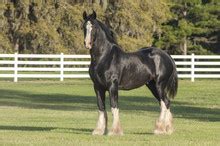 Shire Horse Free Stock Photo - Public Domain Pictures