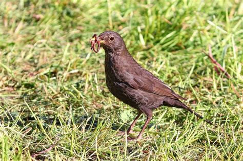 Fakta Unik Cacing Tanah Bisa Meregenerasi Bagian Tubuh