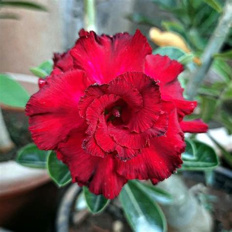 Adenium Obesum Desert Rose Double Red Flower 10pc Seeds Etsy