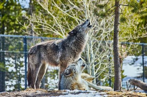 Premium Photo | Two wolves in park on rocks howling together