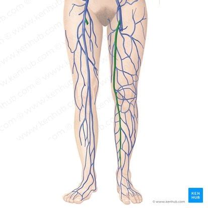 Anatomie Venen Flashcards Quizlet