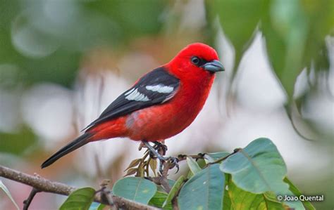 White Winged Tanager Piranga Leucoptera Peru Aves