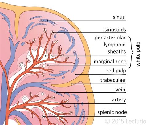 Spleen: Anatomy & Function and Splenomegaly | Medical Library