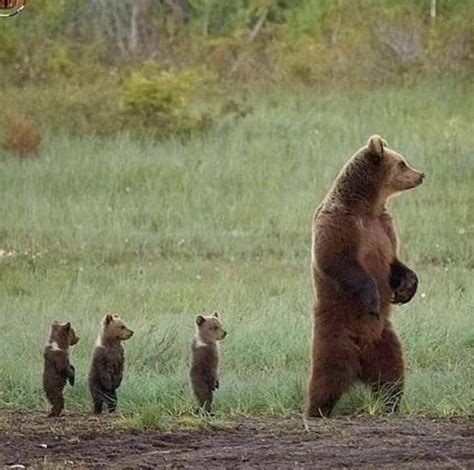 Mama Bear And Her 3 Cubs Cute Baby Animals Animals Cute Animals